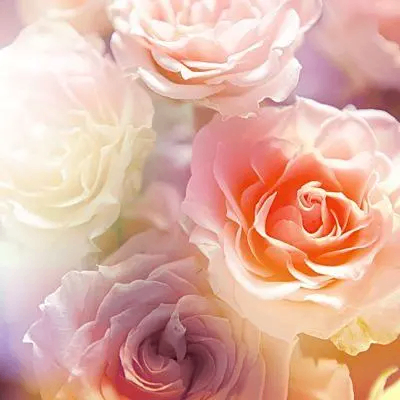 花团锦簇 (huatuanjincu.lens) Lens social identity (.lens handle) PFP