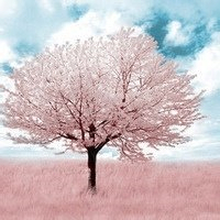 CXGF (fghbvcx.lens) Lens social identity (.lens handle) PFP