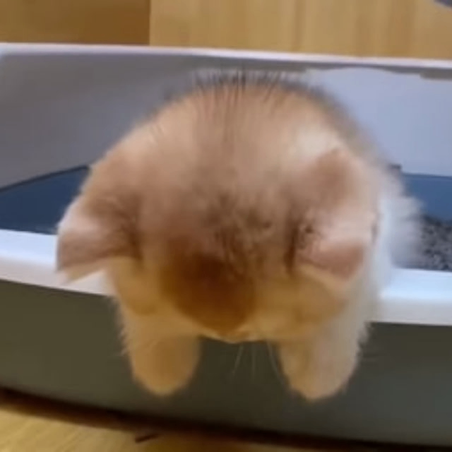 wiwin (whinning99.lens) Lens social identity (.lens handle) PFP