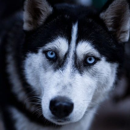 Oksi (oksipoksi.lens) Lens social identity (.lens handle) PFP