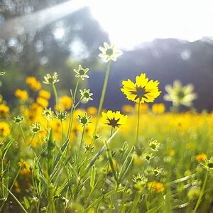 pjdxzw8dbzq2i8n (pjdxzw8dbzq2i8n.lens) Lens social identity (.lens handle) PFP