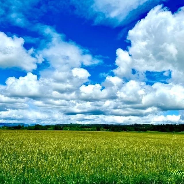 GearMind (bounceexchange.lens) Lens social identity (.lens handle) PFP