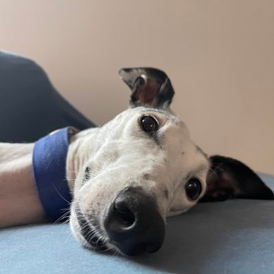 nayf_cars (nayfcars.lens) Lens social identity (.lens handle) PFP