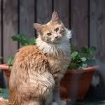 Gavinj (kilojoul.lens) Lens social identity (.lens handle) PFP