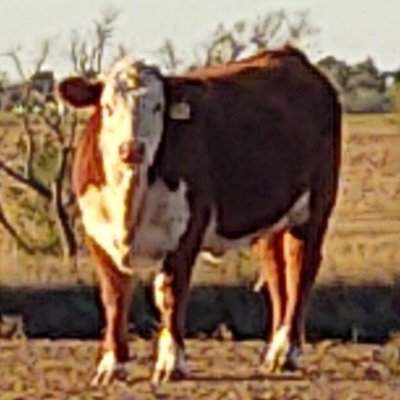 RandyYmker (randyymker.lens) Lens social identity (.lens handle) PFP