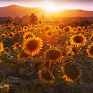 rs (kolbasa.lens) Lens social identity (.lens handle) PFP