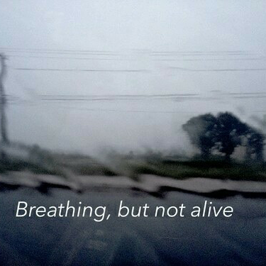 Canberk (permatahati.lens) Lens social identity (.lens handle) PFP