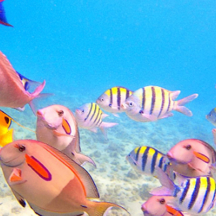 njdhywq6 (yootu.lens) Lens social identity (.lens handle) PFP