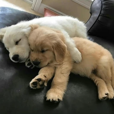 burning (burnings.lens) Lens social identity (.lens handle) PFP