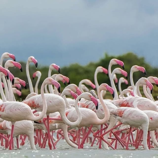 Memoir Maven 📚 (bizrate.lens) Lens social identity (.lens handle) PFP