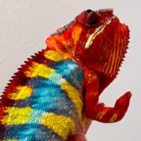 todd (toddfun.lens) Lens social identity (.lens handle) PFP