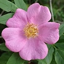 eggleston_anita (egglestonanita.lens) Lens social identity (.lens handle) PFP