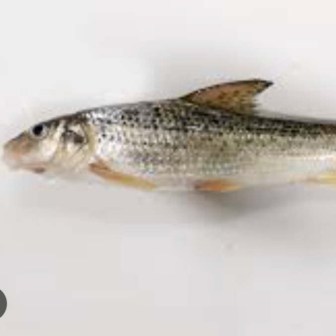 ddadaw (wxxxx.lens) Lens social identity (.lens handle) PFP