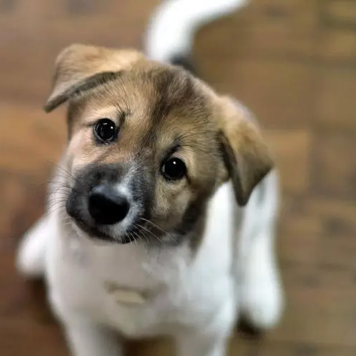 Dunn Toynbee (eeeeep.lens) Lens social identity (.lens handle) PFP