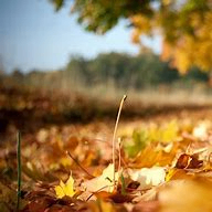 shwai (shwai.lens) Lens social identity (.lens handle) PFP