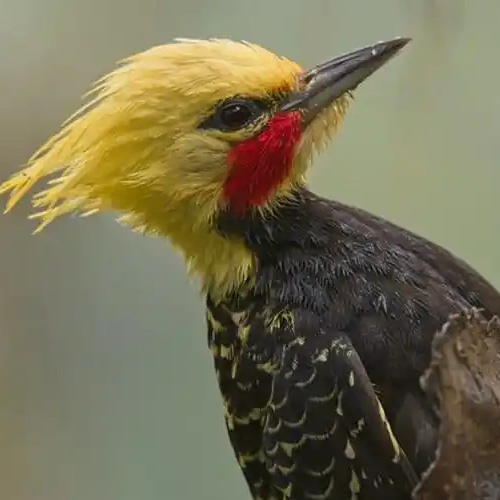 woodpecker (woodpeckers.lens) Lens social identity (.lens handle) PFP