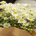 bao (18017.lens) Lens social identity (.lens handle) PFP