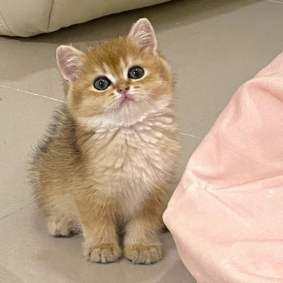 omopoy (omopoy.lens) Lens social identity (.lens handle) PFP