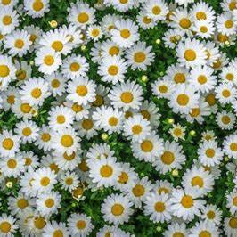 Doreen Harrod (vvvvvt.lens) Lens social identity (.lens handle) PFP