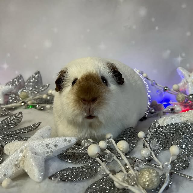 Ledger Lane (masslive.lens) Lens social identity (.lens handle) PFP