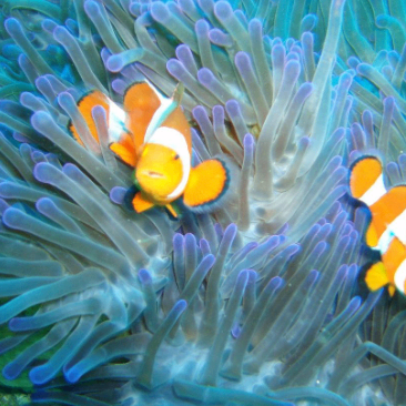 fewyy7 (xinlim.lens) Lens social identity (.lens handle) PFP