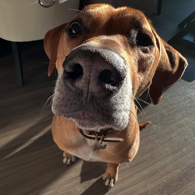 Solara Bright (icicibank.lens) Lens social identity (.lens handle) PFP