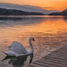 Fresh (xlpou.lens) Lens social identity (.lens handle) PFP