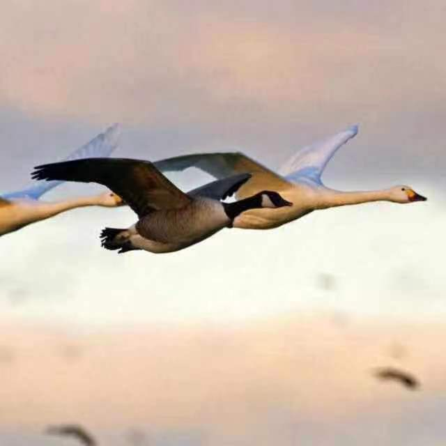 yhchen12 (28866.lens) Lens social identity (.lens handle) PFP