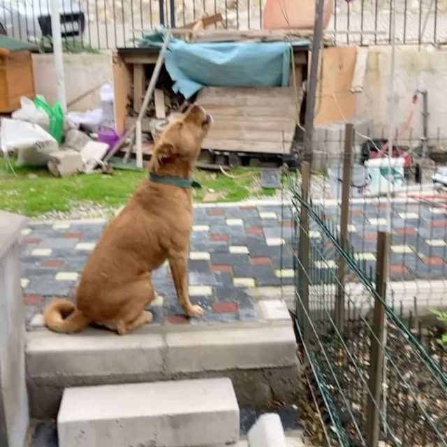 EcoGuard Initiative (speedial.lens) Lens social identity (.lens handle) PFP