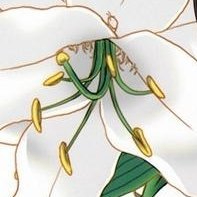 f4 (88085.lens) Lens social identity (.lens handle) PFP