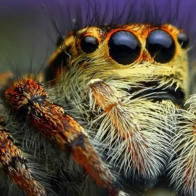 fg tf ryu (jjjjjb.lens) Lens social identity (.lens handle) PFP