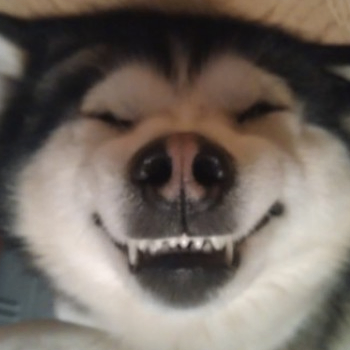 Owen (1k0ogles0n1.lens) Lens social identity (.lens handle) PFP