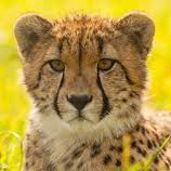 Hander (hander.lens) Lens social identity (.lens handle) PFP