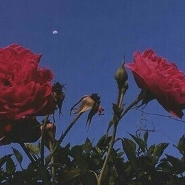 Suvi (e56ujh.lens) Lens social identity (.lens handle) PFP