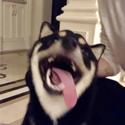 twoody (twoody.lens) Lens social identity (.lens handle) PFP