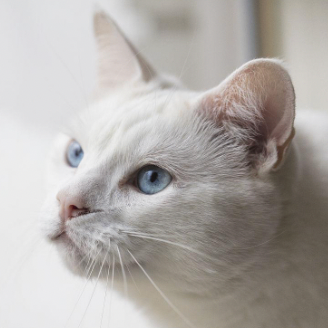 ggggtt (meilo.lens) Lens social identity (.lens handle) PFP