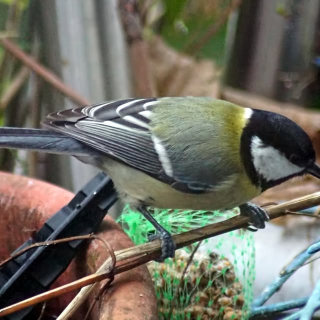 EcoHaven Scribe (imiclk.lens) Lens social identity (.lens handle) PFP