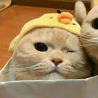 Oskar (monkeyking1.lens) Lens social identity (.lens handle) PFP