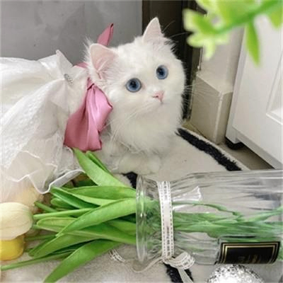 sillyty (sillyty.lens) Lens social identity (.lens handle) PFP