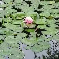 li (lijiangcheng.lens) Lens social identity (.lens handle) PFP