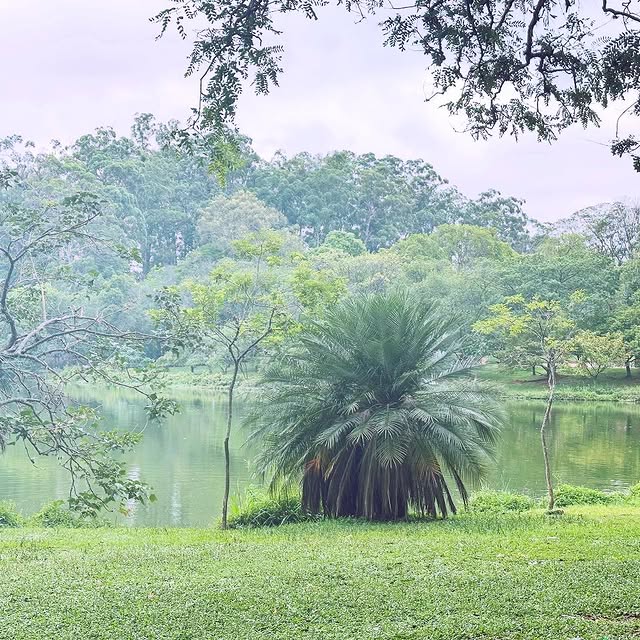 LensMaster (mcproton.lens) Lens social identity (.lens handle) PFP