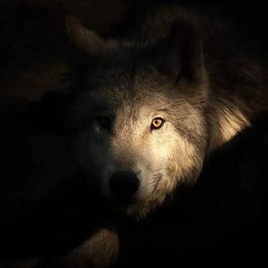 Wolf (ordinalwolf.lens) Lens social identity (.lens handle) PFP