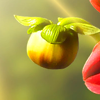 Sally (sonniernuru9.lens) Lens social identity (.lens handle) PFP