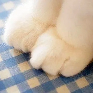 Humata (humata.lens) Lens social identity (.lens handle) PFP