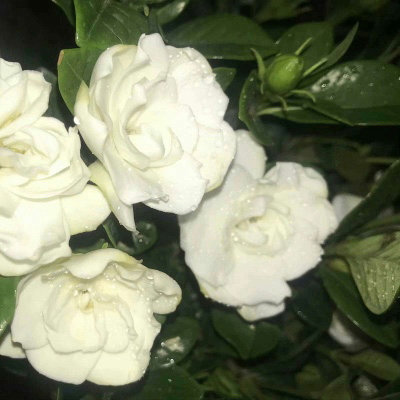 Alexander (daveoh.lens) Lens social identity (.lens handle) PFP