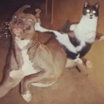 Yoren (islamict.lens) Lens social identity (.lens handle) PFP