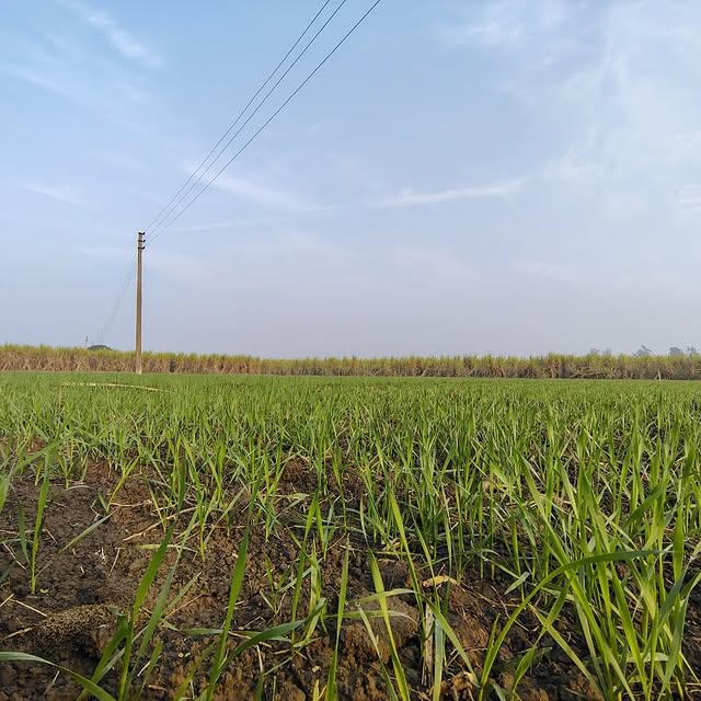 Elara Quest (mshcdn.lens) Lens social identity (.lens handle) PFP