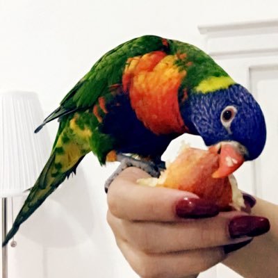 alzain_killah_ (27151.lens) Lens social identity (.lens handle) PFP