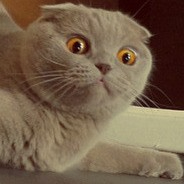 Sophia Gray (hksus.lens) Lens social identity (.lens handle) PFP