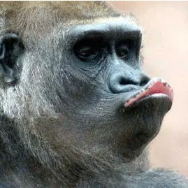 gorilla (albertiu.lens) Lens social identity (.lens handle) PFP